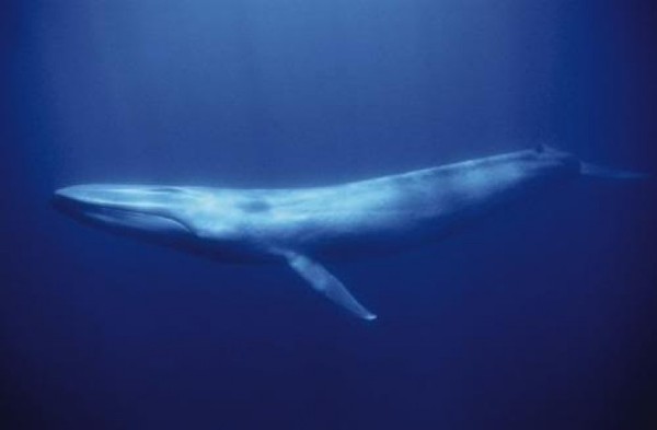blue_whale_1273905983_770.jpg