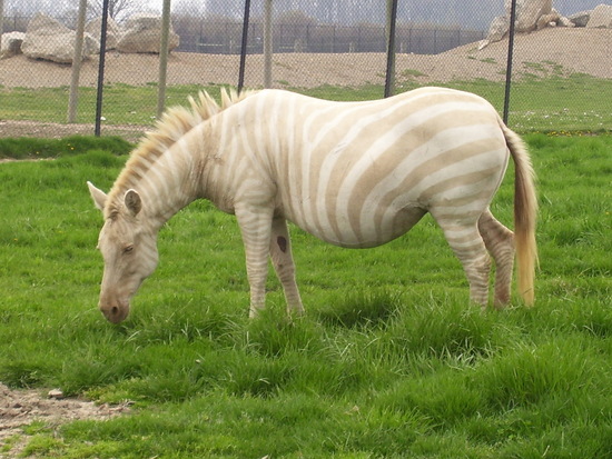 Albino_Zebra.JPG