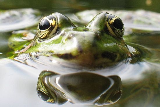 Frog-in-Boiling-Water.jpg