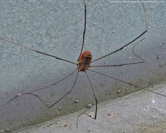 spermophora_senoculata(2).jpg